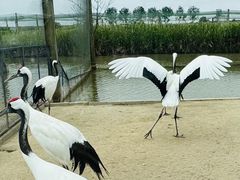 -盐城丹顶鹤湿地生态旅游区