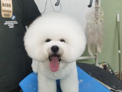 -鑫艺宠物美容培训学校