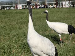 -盐城丹顶鹤湿地生态旅游区