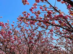 -高东镇樱花园