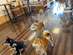 -豆柴町-柴犬主题狗咖(红鼎国际C座店)