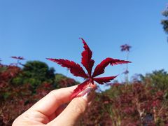 -广州市帽峰山景区