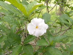 -华南国家植物园-售票处