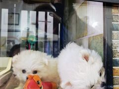 -读宠于你·约克夏比熊·睫角守宫·爬宠售卖(高新店)