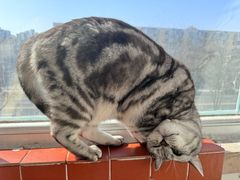 -纳吉亚猫专科动物医院·北北分院