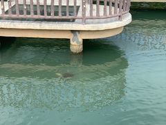 -广东惠东海龟国家级自然保护区
