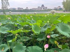 -莲花池公园