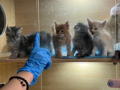 -萌兽医馆·犬猫专科·眼科中心·宠物医院(朝阳门分院)