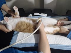 -佑安动物医院·全科·内窥镜中心(幸福巷店)