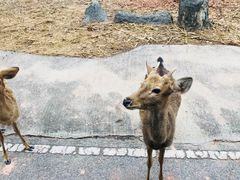 -清迈夜间动物园