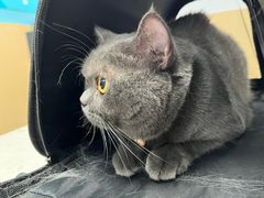 -宠颐生猫科·内科皮肤科(西平世纪城店)