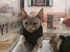 -袖虎·猫馆(体育西路店)