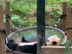 -广州长隆野生动物世界