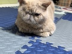 -北京赛佳动物医院