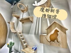 -COLOR PETS 撸猫馆·购猫·猫咖(长风大悦城店)