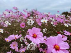 -花开海上生态园