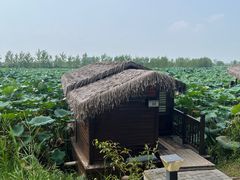 -池杉湖湿地公园
