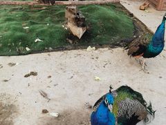 -大塘金香草谷