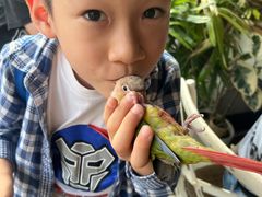-吉丁鸟咖·异宠·寄养