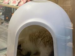 -BABIT巴比特宠物(MOMOPARK店)