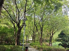 -陈家山荷花公园