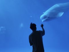 -海合安成都极地海洋公园