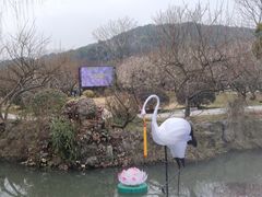 -香雪海
