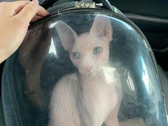 -佳雯宠物医院(金华南路分院)