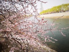 -桃花堤公园