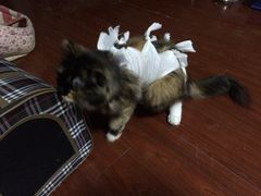 -纳吉亚猫专科动物诊疗中心(蒋宅口分院)