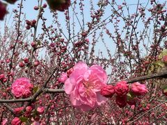 -天津东丽湖风景区