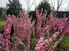 android_upload_pic-鹦鹉寺公园