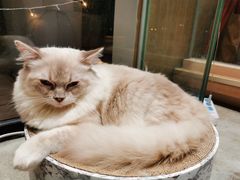 -瞄一喵猫咖(格力海岸店)