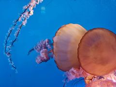 -太平洋海底世界