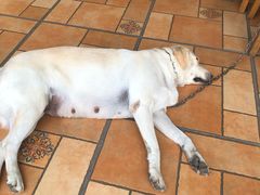 -朕悦鹧鸪饭私房菜