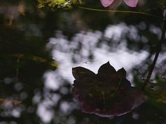 -陈家山荷花公园