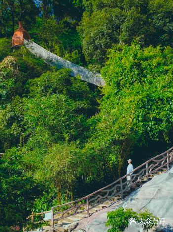 广东周边游|躲进森林秘境，来一场童年的快乐之旅