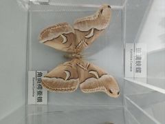 -杭州西湖博物馆总馆