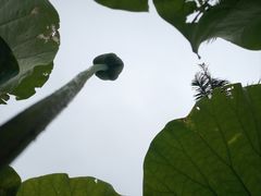 -厦门园林博览苑