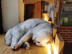 -猫小院猫主题咖啡厅(北锣店)