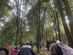 -火炉山森林公园