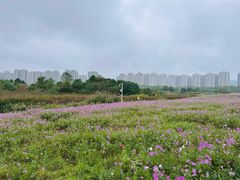 -洋湖国家湿地公园