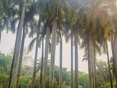 -中国科学院西双版纳热带植物园