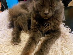 -猫小院猫主题咖啡厅(北锣店)