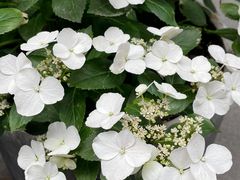 -泉乐坊步行街(烟酒特产平价超市店)