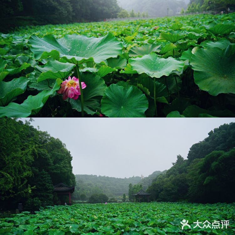 华岩寺的荷花开了