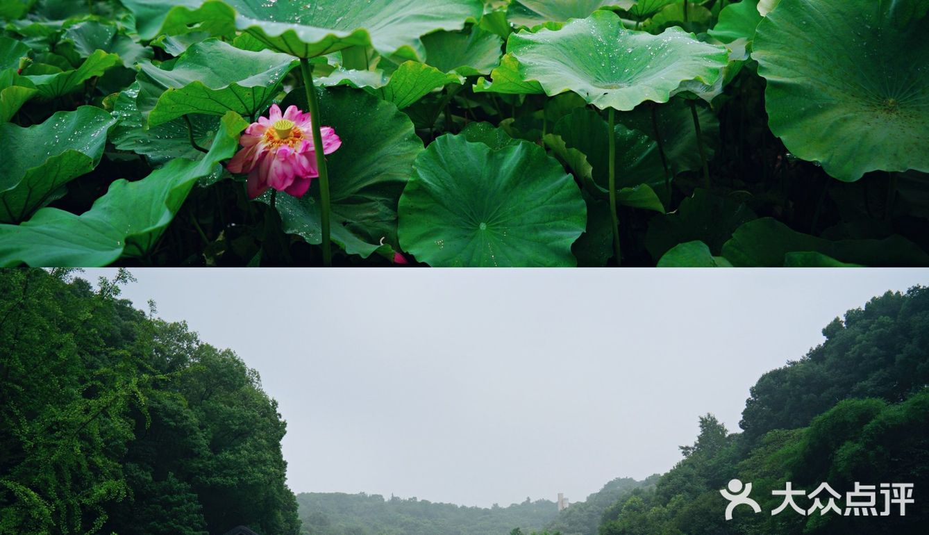 华岩寺的荷花开了