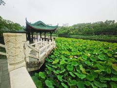 -桂湖森林公园