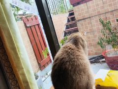 -楼上猫咖(罗湖店)