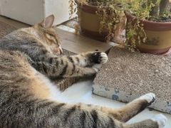 -御宝贝·A梦猫科宠物医院(国际猫友好医院)